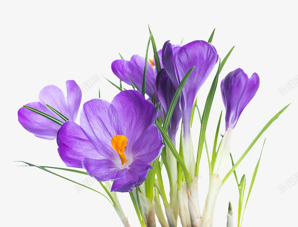 紫色水仙花psd免抠素材_新图网 https://ixintu.com 创意 卡通 商务 彩色手绘 植物 素描 紫色水仙花