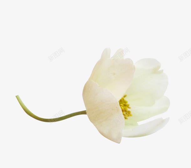 白色清新花卉png免抠素材_新图网 https://ixintu.com 一株花 写实实物 写实植物 植物花朵 白色的花 白色花卉 白色花瓣 黄色花蕊