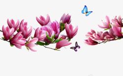 粉色木兰花木兰花背景高清图片