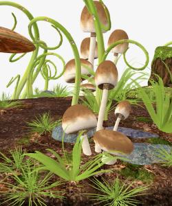 植物物种蘑菇高清图片