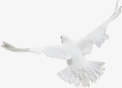 布拉格广场上飞舞的白鸽素材