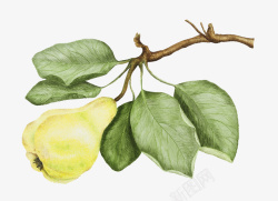 手绘梨手绘插图树枝叶与一颗梨高清图片