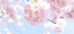 俯视盛开的樱花树日本樱花树天空盛开的美丽樱花高清图片