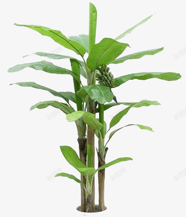 翠绿芭蕉树叶子png免抠素材_新图网 https://ixintu.com png图片 树叶 绿色 芭蕉 芭蕉叶 芭蕉树叶