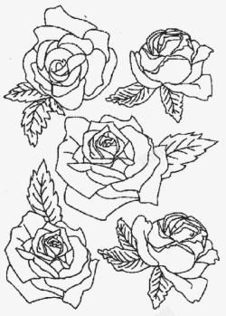 线稿玫瑰花笔刷三朵不同造型的玫瑰花高清图片