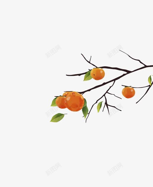 树上的果实png免抠素材_新图网 https://ixintu.com 果实 柿子 树叶 树枝