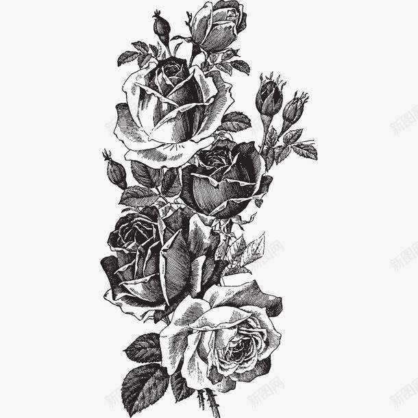 黑白玫瑰素描png免抠素材_新图网 https://ixintu.com 底图 手绘花卉 漂亮花卉 玫瑰纹身 花卉线图 装饰图案 设计底图 黑白玫瑰素描 黑白花卉