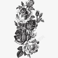 黑白玫瑰素描素材