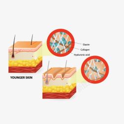 皮肤分析图素材