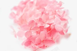 粉色的绣球花粉色绣球花高清图片