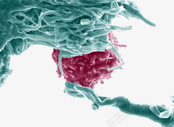 免疫系统白细胞模型素材