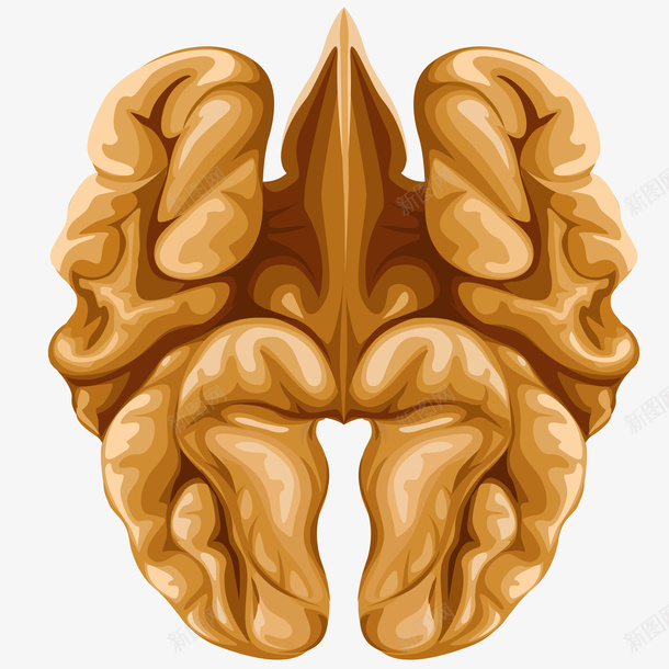 营养核桃仁卡通插画矢量图ai免抠素材_新图网 https://ixintu.com 免抠PNG 坚果 核桃仁 矢量核桃仁 秋季养生 营养核桃仁卡通插画 矢量图