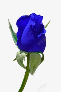 蓝玫瑰花朵蓝色妖姬高清图片