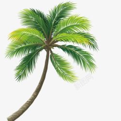 茂密椰子树素材