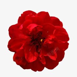 山茶花红色花朵装饰素材