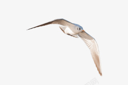 一只飞翔的海鸥摄影一只飞翔的海鸥高清图片