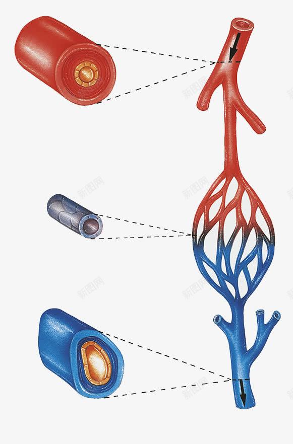 血管剖面png免抠素材_新图网 https://ixintu.com 动脉 心血管 血液循环 血管介入 静脉