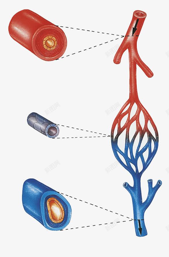 血管剖面png图片免费下载 素材7snpppuja 新图网