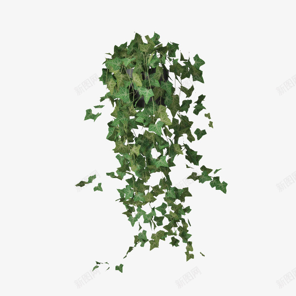 一簇深绿色叶子垂吊植物png免抠素材_新图网 https://ixintu.com 一簇深绿色叶子垂吊植物 叶子 垂吊 垂吊植物 植物 深绿色