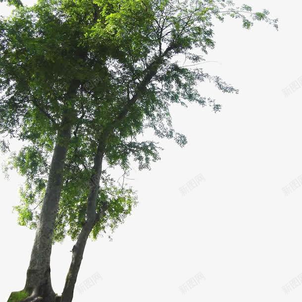 景观前景树png免抠素材_新图网 https://ixintu.com 前景树 弯曲树干 景观 景观前景树 绿色植物