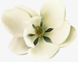 白色玉兰花花卉素材