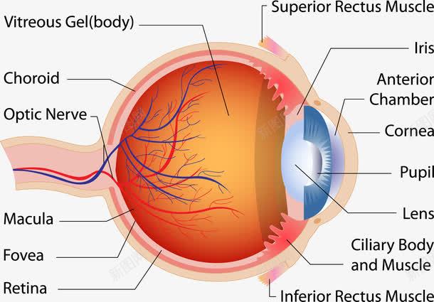 眼球剖面图png免抠素材_新图网 https://ixintu.com 医疗剖面 心血管 眼球 眼睛 眼睛结构图 血管