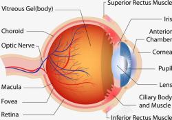 医疗美白结构图眼球剖面图高清图片