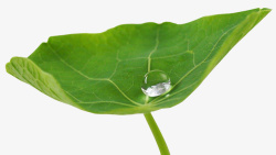 滴水叶子一片有水滴的荷叶高清图片