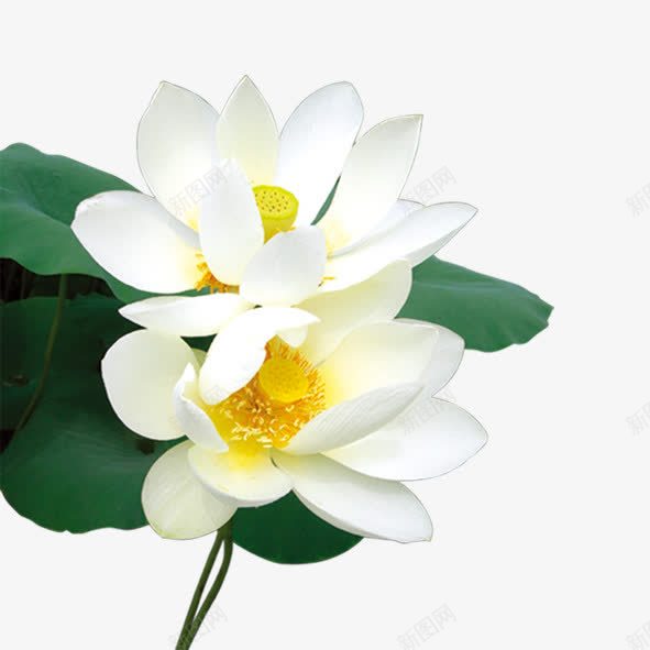 无暇的白莲花png图片免费下载 素材7yqppwjpa 新图网 无暇的白莲花png图片免费下载 素材7yqppwjpa 新图网