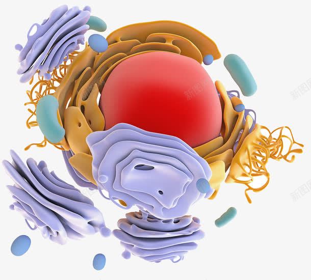 蛋白质模型结构png免抠素材_新图网 https://ixintu.com 3D细胞模型 抗体 模型结构 细胞核 蛋白质 蛋白质结构