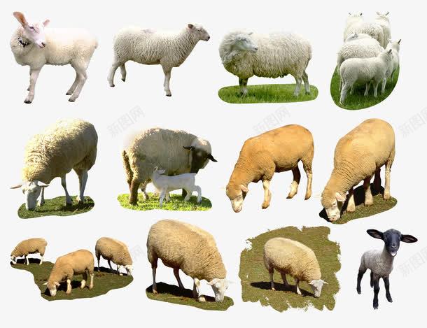 牧场动物png免抠素材_新图网 https://ixintu.com 免费下载 吃草 家畜 放羊 牛羊 牧场 矢量图形