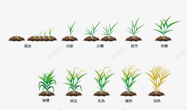 稻子生长过程png免抠素材_新图网 https://ixintu.com 水稻 生长过程 稻子 稻子生长