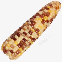 新鲜玉米棒有机香甜玉米高清图片