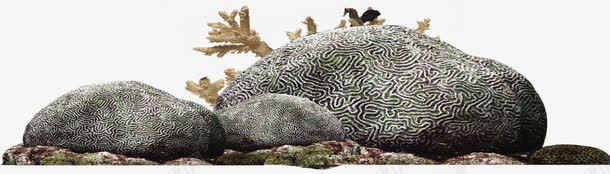 摄影海边的礁石珊瑚png免抠素材_新图网 https://ixintu.com 摄影 海边 珊瑚 礁石