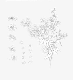 花朵铅笔画紫薇花素描图高清图片