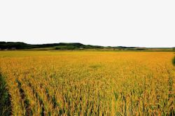 秋季稻田背景阳光下的金色稻田高清图片