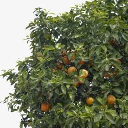 橘园茂密的橘树高清图片