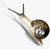 春天慢慢爬行动物蜗牛png免抠素材_新图网 https://ixintu.com 慢慢 春天 爬行动物 蜗牛