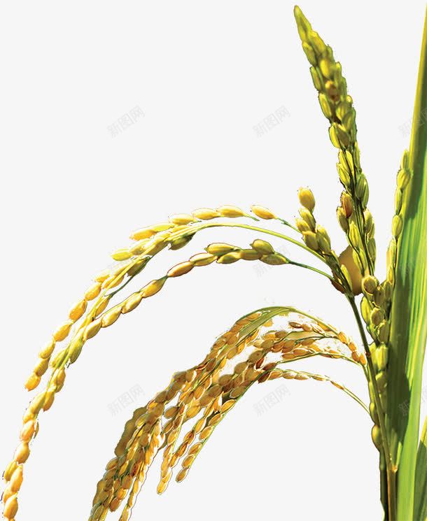 水稻植物丰收png免抠素材_新图网 https://ixintu.com 丰收 植物 水稻 禾穗 稻谷