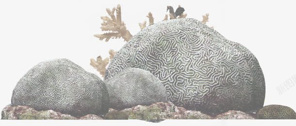 海底珊瑚石头png免抠素材_新图网 https://ixintu.com 海底 珊瑚 石头