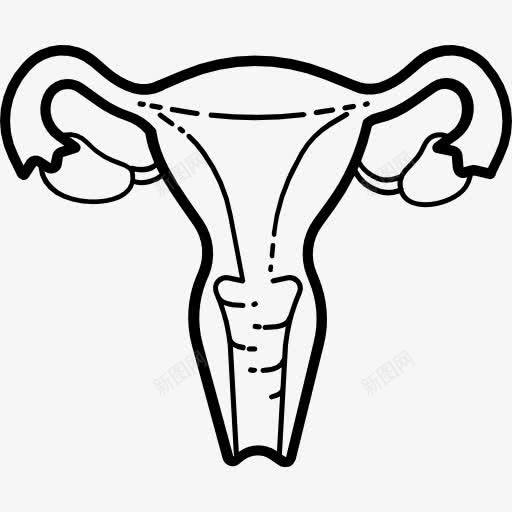 子宫图标png_新图网 https://ixintu.com 医疗 医疗保健和医疗 卵巢 女性器官 子宫 生殖系统 解剖学 输卵管