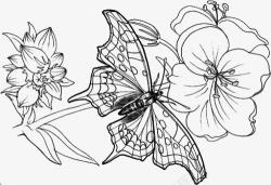 蝴蝶落在花枝上简笔画素材