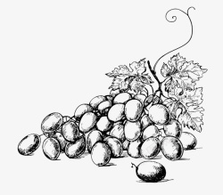 速写葡萄手绘素描葡萄大图图标高清图片