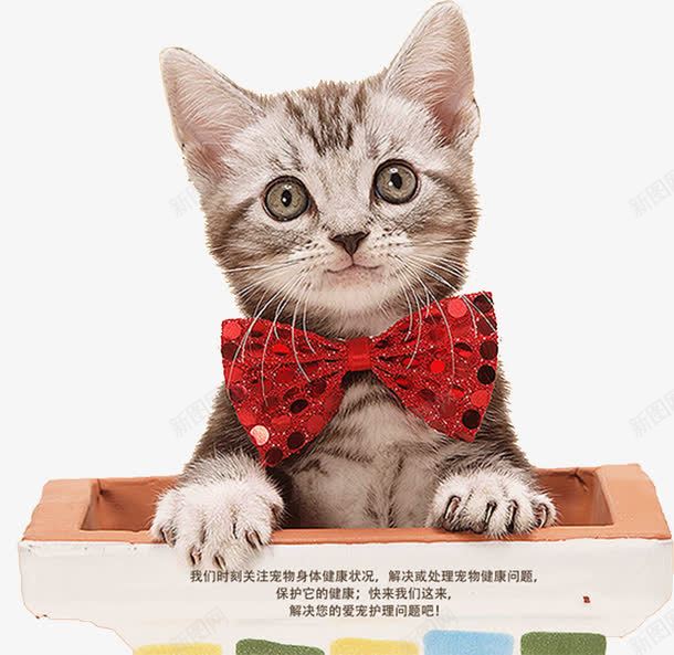 可爱猫咪png免抠素材_新图网 https://ixintu.com 动物 卡通 可爱 宠物 带我回家 手绘 猫咪