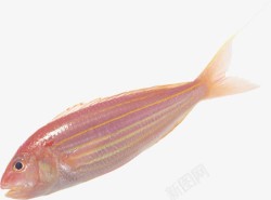红杉红鳞鲜鱼高清图片