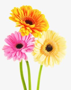 粉色非洲菊三朵不同颜色的菊花高清图片