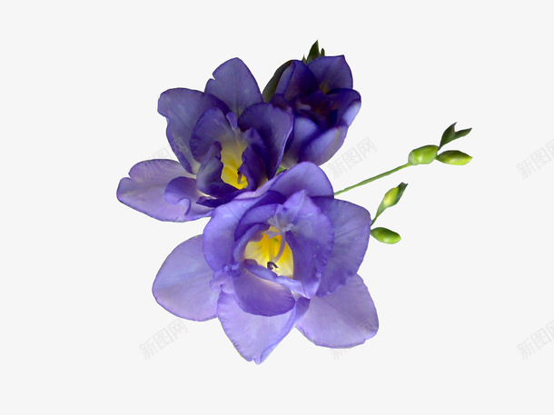 妖艳的紫色苍兰png免抠素材_新图网 https://ixintu.com 免扣 实物 小苍兰 植物 紫色