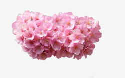 粉色花簇素材