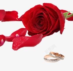 红玫瑰和戒指情侣对戒高清图片