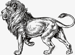 素描狮子狮子高清图片